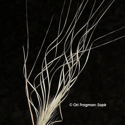 Taeniatherum caput-medusae — flower