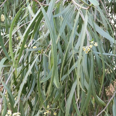 Geijera parviflora — leaf
