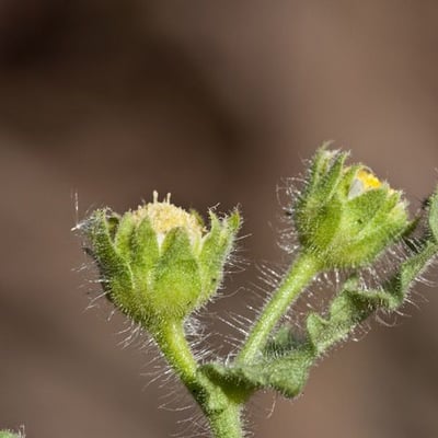 Egletes viscosa — flower