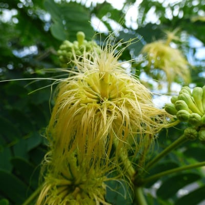 Albizia lebbeck — flower