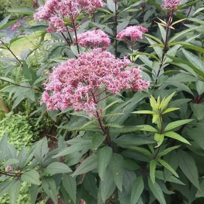 Eutrochium maculatum — flower