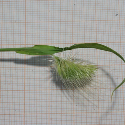 Cynosurus elegans — flower