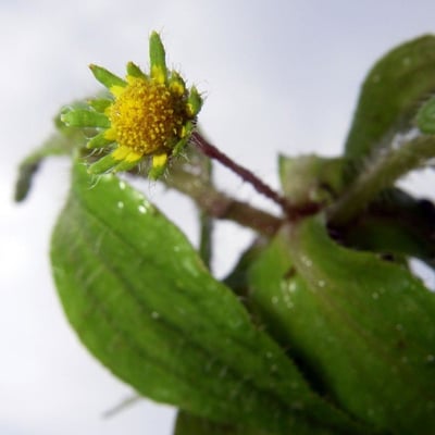 Jaegeria hirta — flower
