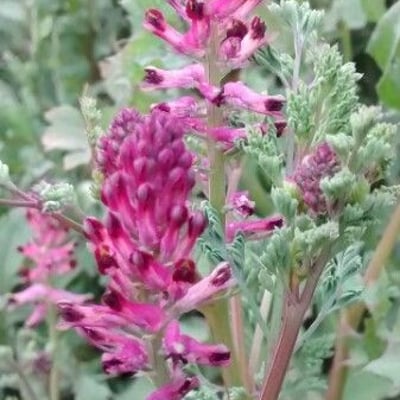 Fumaria densiflora — flower