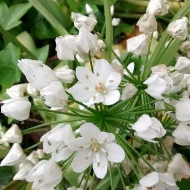 Allium neapolitanum — flower