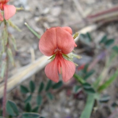 Indigofera miniata — flower