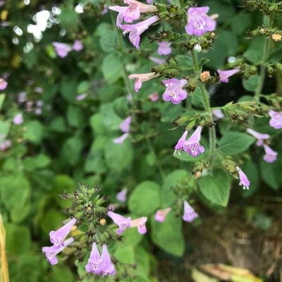 Clinopodium menthifolium — flower