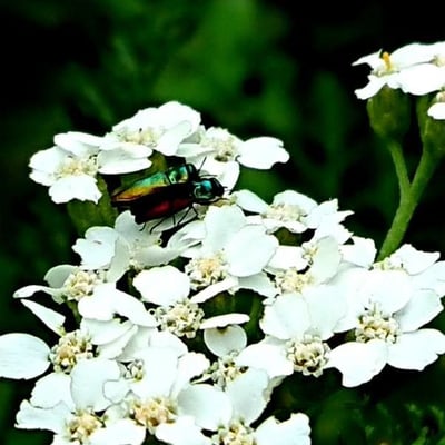 Achillea clavennae — flower