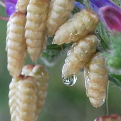 Briza maxima — flower