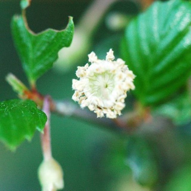 Cercocarpus montanus — flower