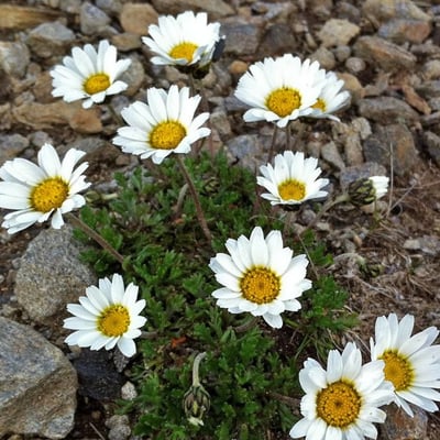 Leucanthemopsis alpina — flower