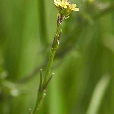 Sisymbrium officinale — flower