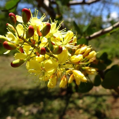 Haematoxylum campechianum — flower