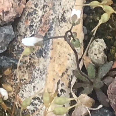 Draba dubia — flower