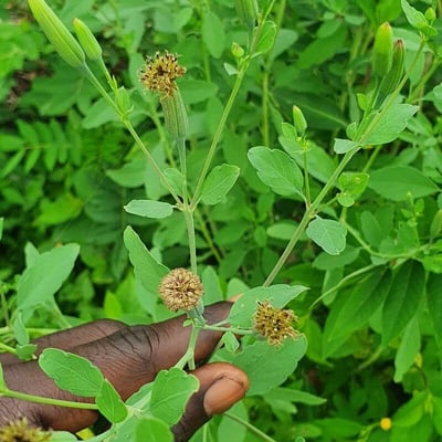 Porophyllum ruderale — flower