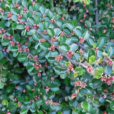 Cotoneaster horizontalis — flower