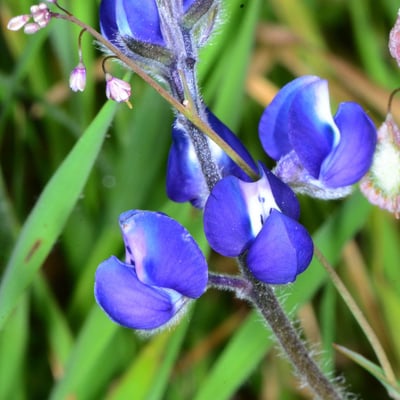 Lupinus bicolor — flower