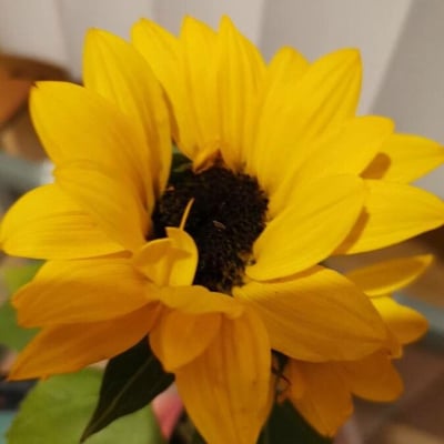 Helianthus petiolaris — flower