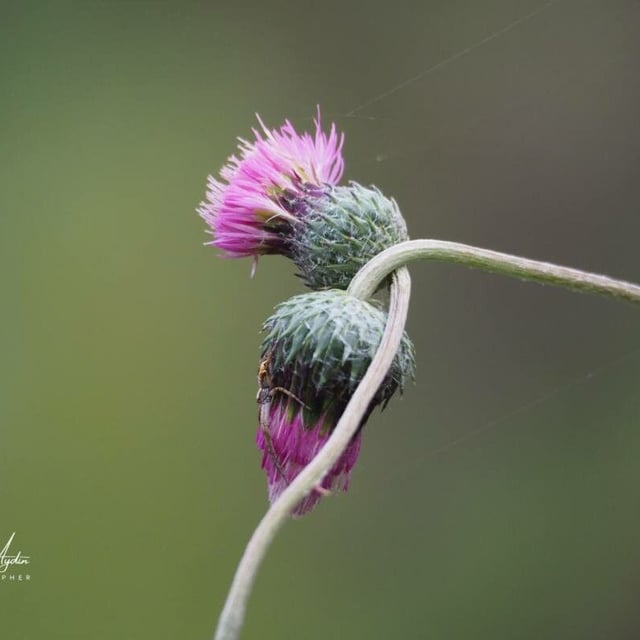 Cirsium tuberosum — flower