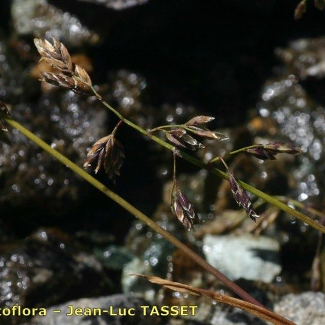 Poa supina — flower