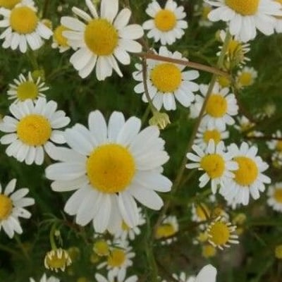 Matricaria chamomilla — flower