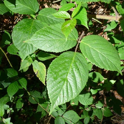 Rubus tereticaulis — leaf