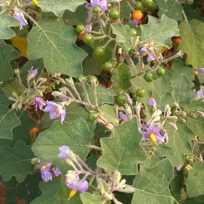 Solanum violaceum — flower