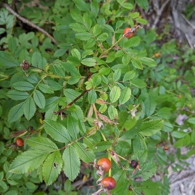 Rosa palustris — leaf
