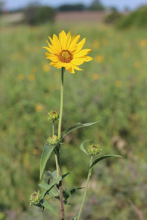 Whole-leaf rosinweed
