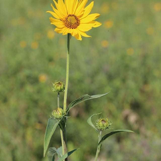 Whole-leaf rosinweed