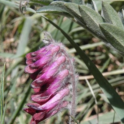 Vicia benghalensis — flower
