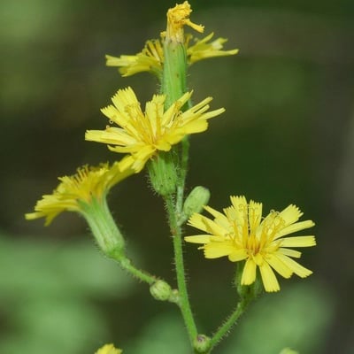 Hieracium gronovii — flower