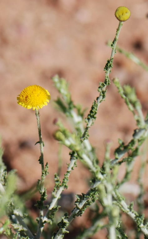Pulicaria undulata