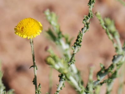 Pulicaria undulata