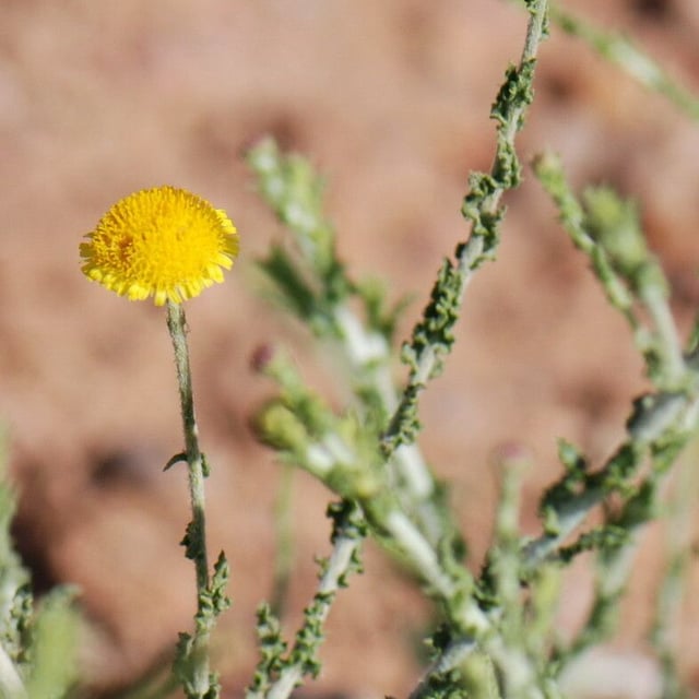 Pulicaria undulata