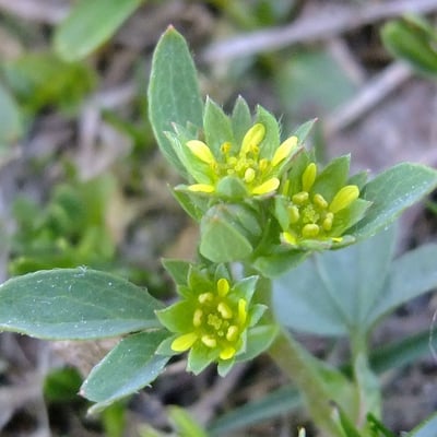 Sibbaldia procumbens — flower