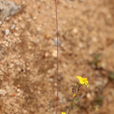 Festuca incurva — habit