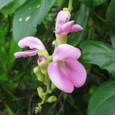 Canavalia rosea — flower