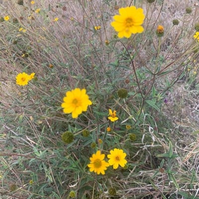 Aspilia mossambicensis — flower