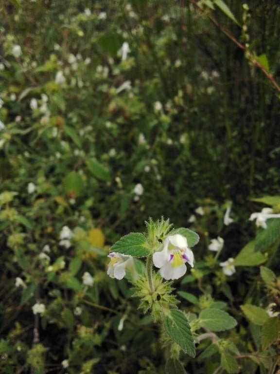 Downy hemp-nettle