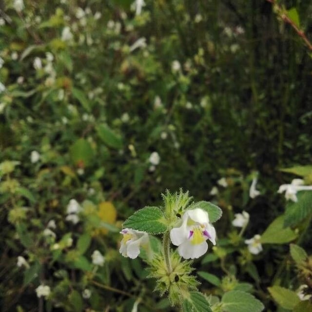 Galeopsis segetum — flower