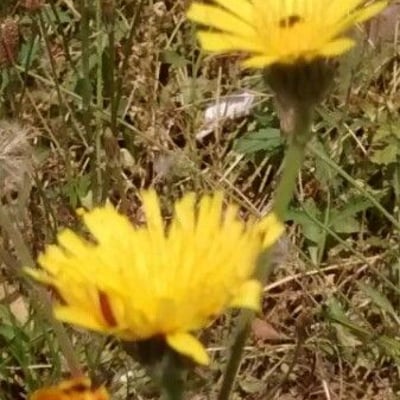 Crepis foetida — flower