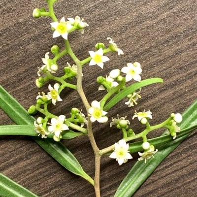 Geijera parviflora — flower