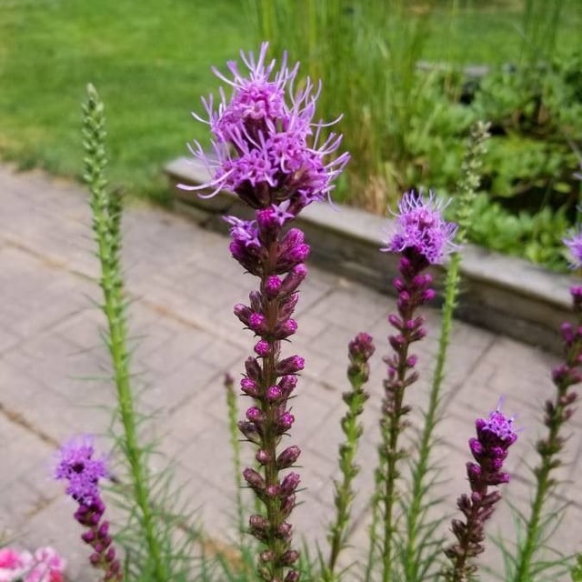 Liatris punctata — flower