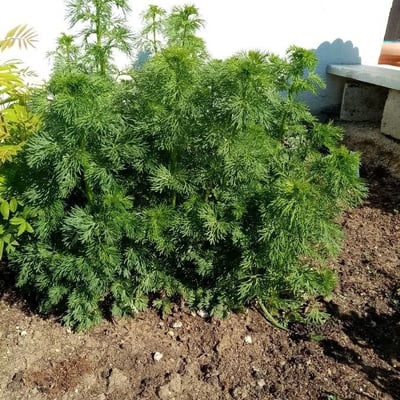 Artemisia abrotanum — flower