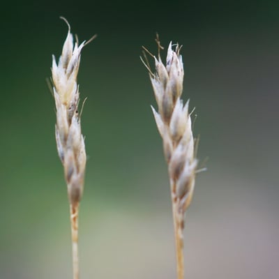Mibora minima — flower