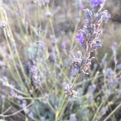 Lavandula latifolia — flower