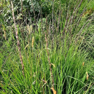 Calamagrostis stricta — leaf