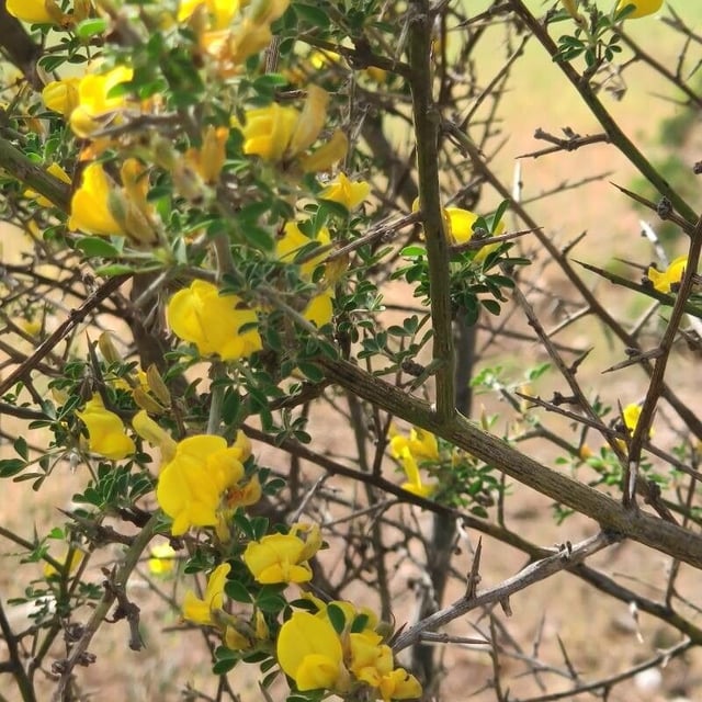 Calicotome villosa — flower