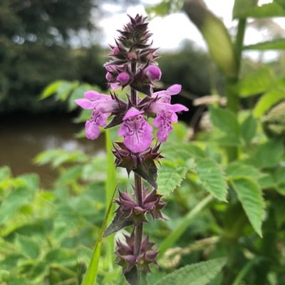 Stachys palustris — flower